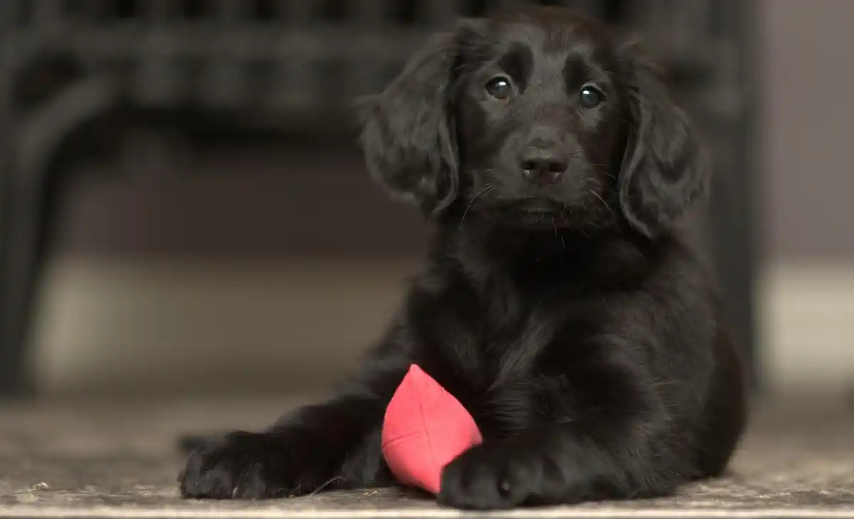 Bild zu Hund Weg 🐶 Dummy-Training für Hunde - Hundeweg