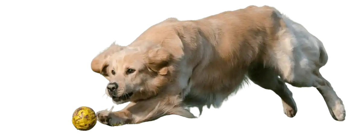 Bild zu Hund Weg 🐶 Hundeauslauf – Hundeweg